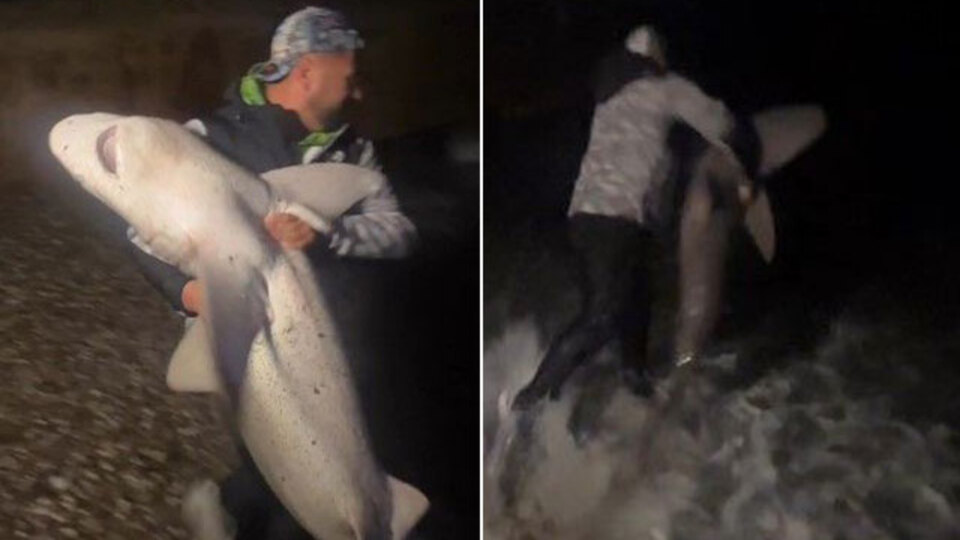 Boyu kadar köpek balığı tuttu ve...