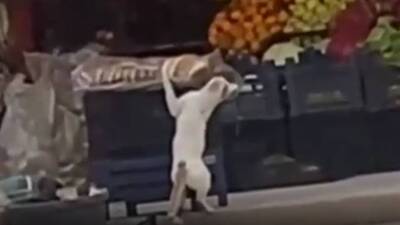 Her sabah market önündeki simidi çalıyor