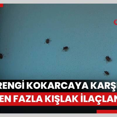 Ordu’da kahverengi kokarcaya karşı 70 binden fazla kışlak ilaçlandı