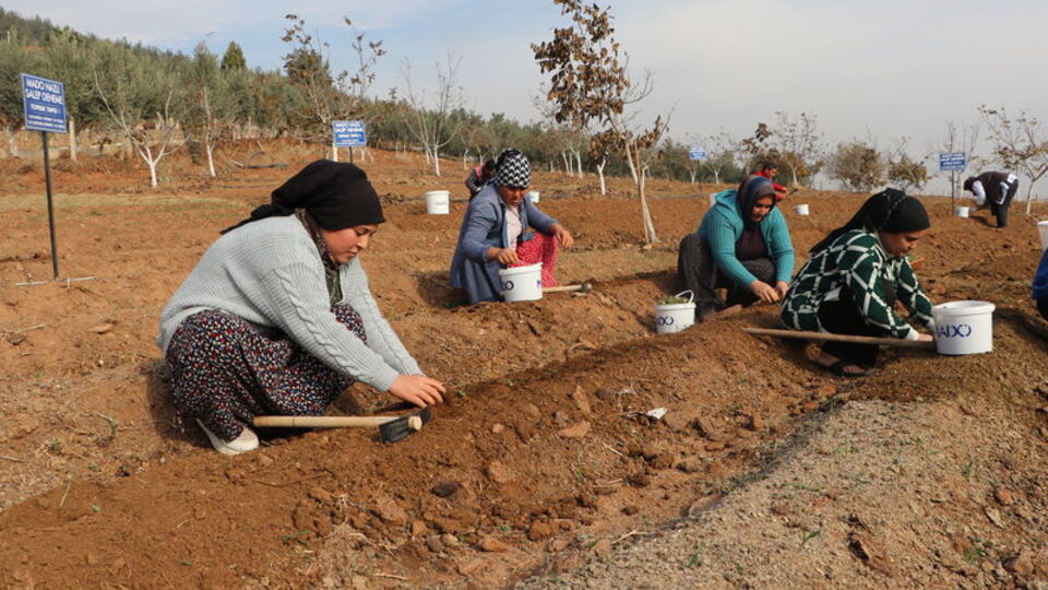 Kahramanmaraş'ta 5 bin kök salep fidesi dikildi