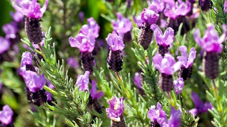 Karabaş otunun faydaları