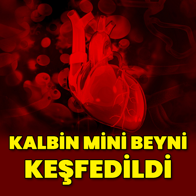 Kalbin 'mini beyni' keşfedildi
