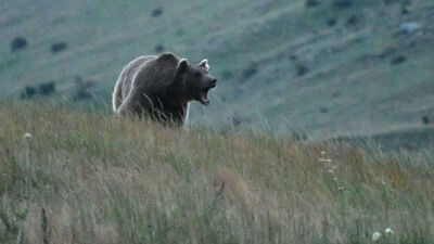Ayı saldırısında ne yapılmalı?