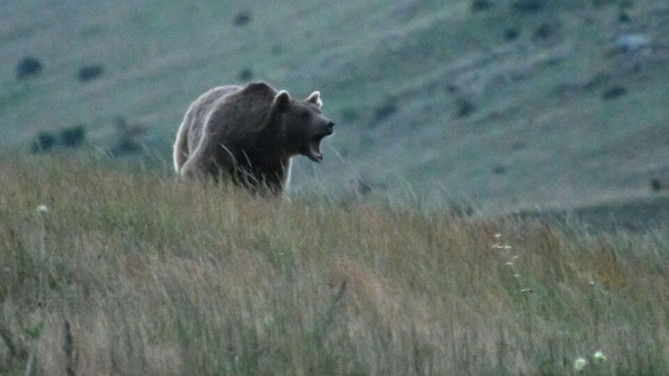 Ayı saldırısında ne yapılmalı?