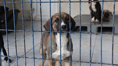 Sokak hayvanları düzenlemesinde yönetmelik yayınlandı