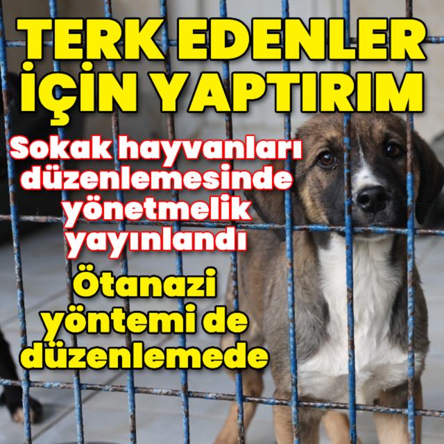 Sokak hayvanları düzenlemesinde yönetmelik yayınlandı