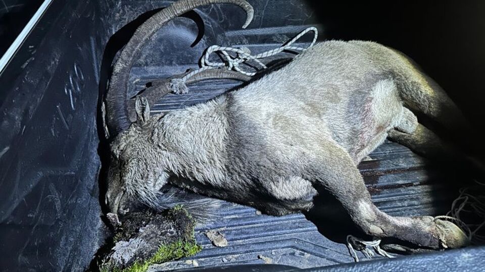 Yaban keçisi avı! İYİ Partili Karaman ve 3 kişiye 700 bin TL ceza