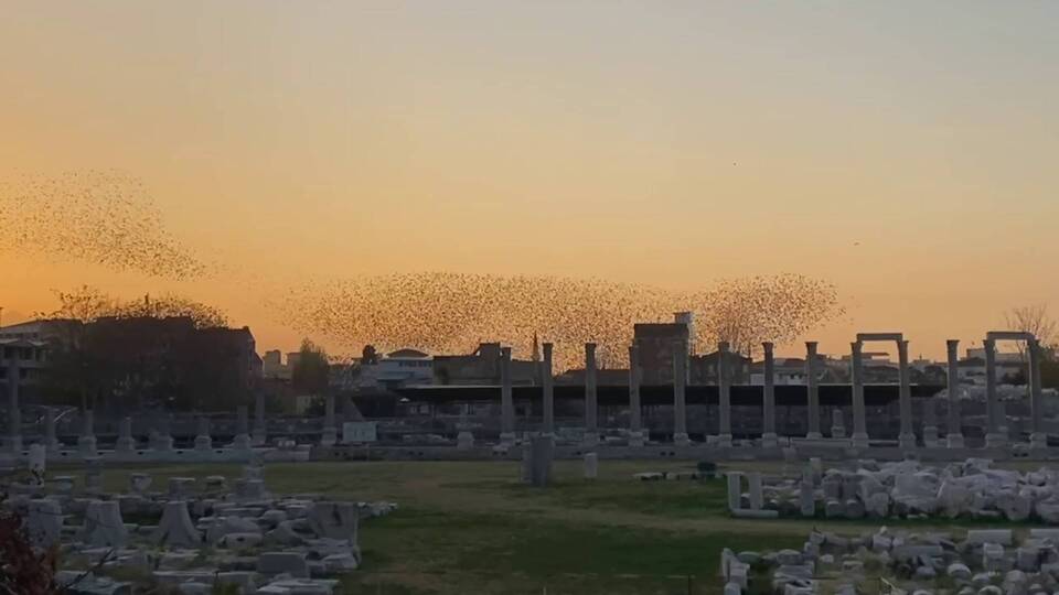 Sığırcıklar 2500 yıllık antik kent üzerinde 'dans' etti