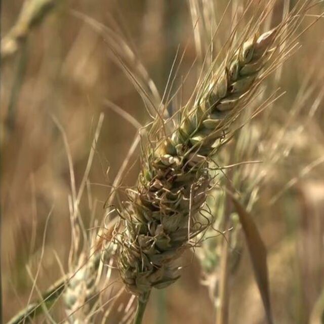 Erzincan'da "Ata Tohumu Merkezi" kurulacak