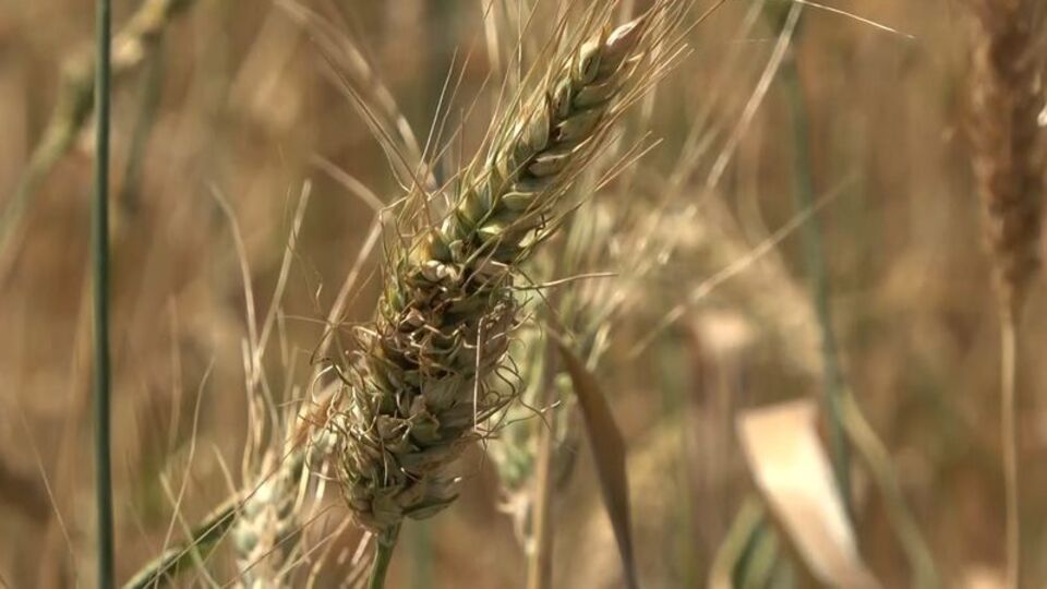 Erzincan'da "Ata Tohumu Merkezi" kurulacak
