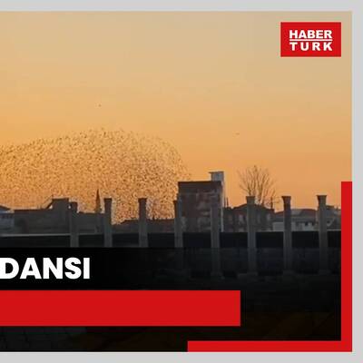 Sığırcıkların dansı mest etti