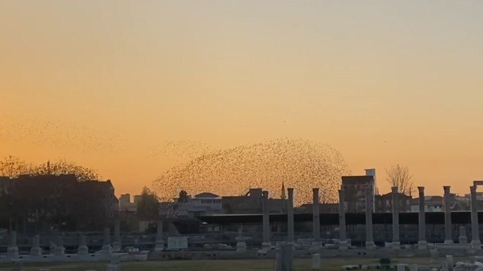 Sığırcıkların dansı mest etti