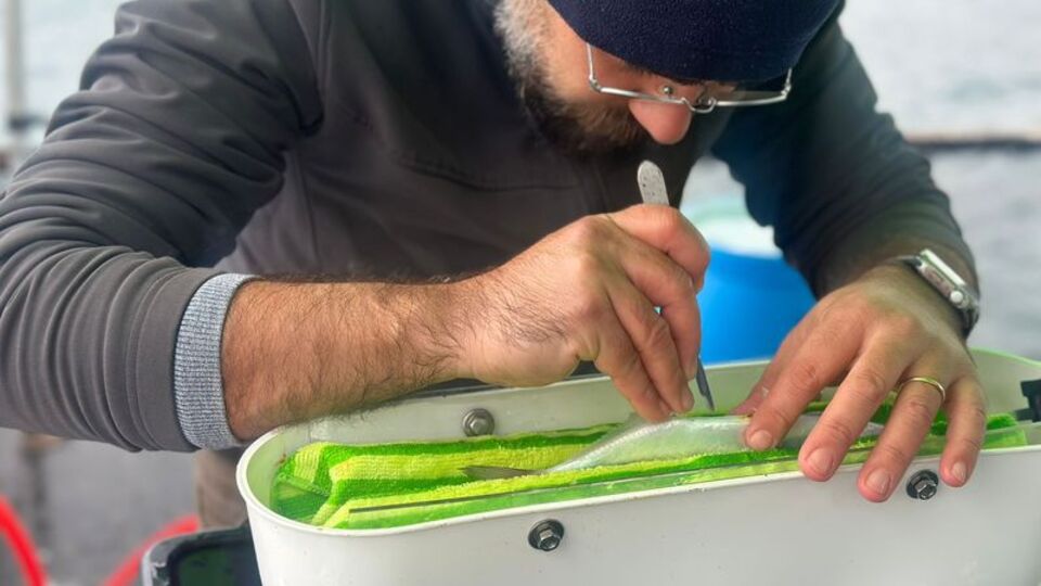 Lüferin göç rotası takip altında