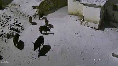 Yaban domuzları köye indi