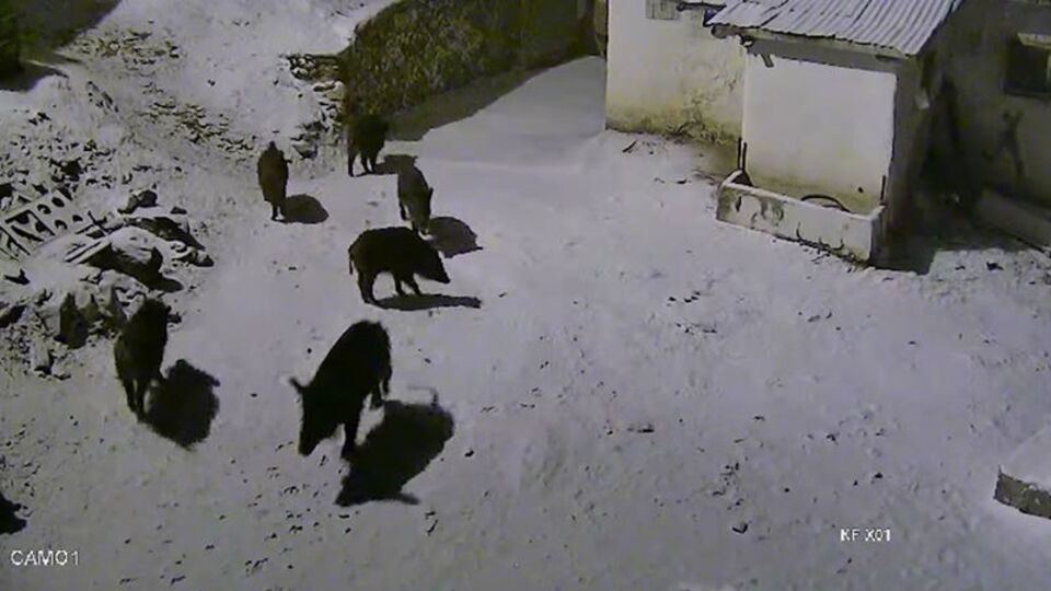 Yaban domuzları köye indi