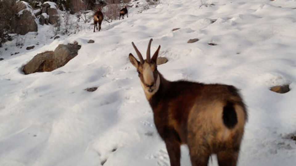 Görüntülendi! Nesli tükenme tehlikesi altında...