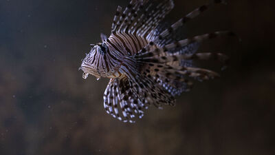 İstilacı türler "TurIST" ile önlenecek!