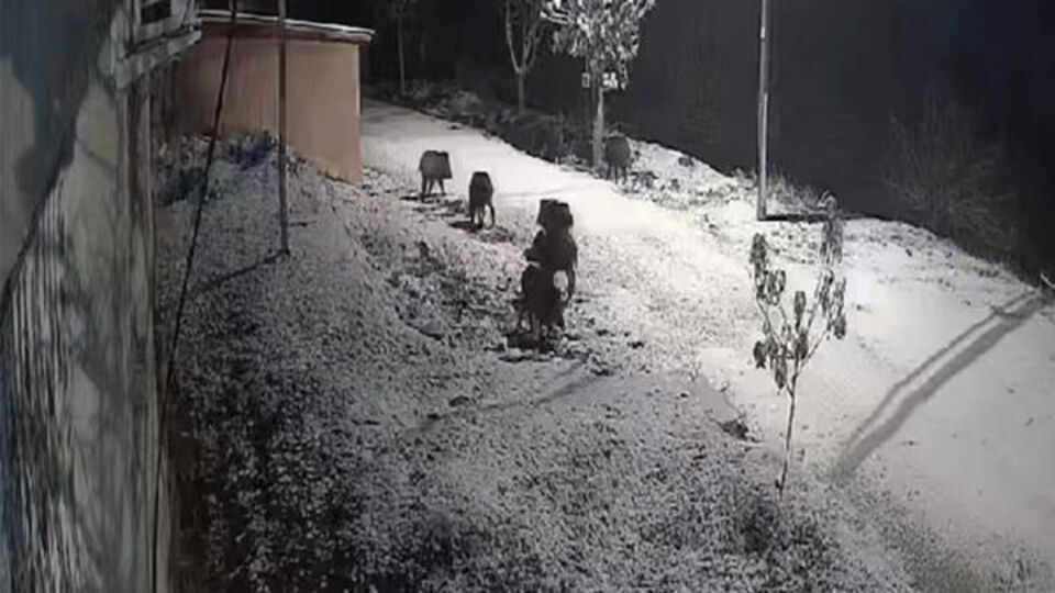 Tilki ve yaban domuzları köye indi