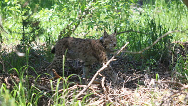 Vaşak Başak'tan 481 km!