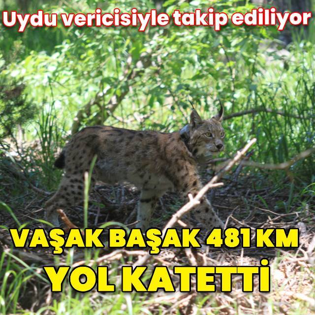 Vaşak Başak'tan 481 km!