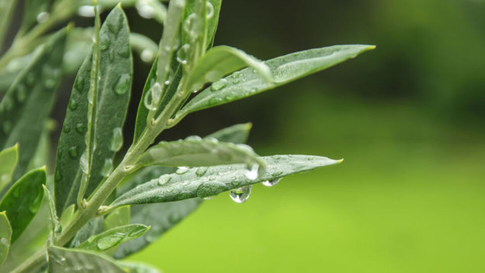 Zeytin yaprağının duyulmamış faydaları
