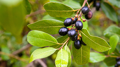 Defne meyvesi nasıl yenir, tüketilir?