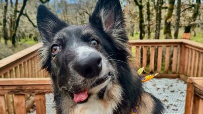 Picasso tablosuna benzetilerek viral oldu