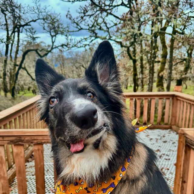  Picasso tablosuna benzetilerek viral oldu