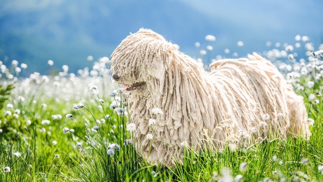  Dünyanın en nadir köpek cinsleri!