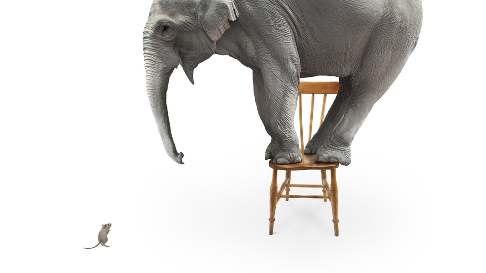 Filler gerçekten farelerden korkar mı?