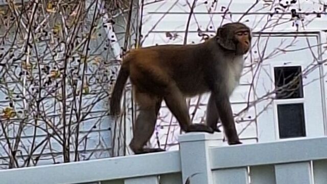 Florida'da maymun uyarısı!