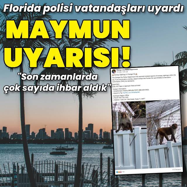 Florida'da maymun uyarısı!