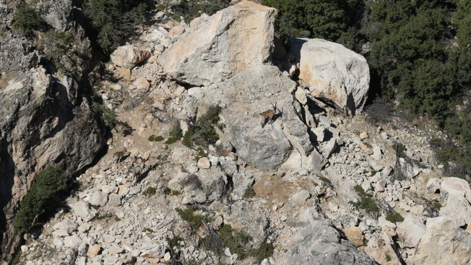 Adıyaman'da yaban keçisi envanteri tamamlandı