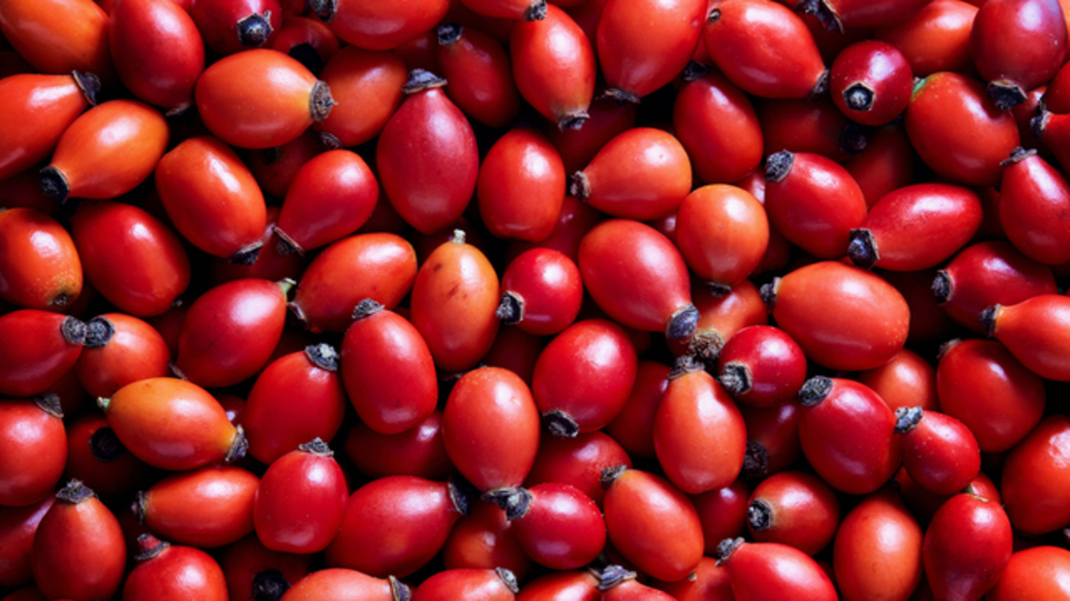 Her derde deva kuşburnunun faydaları