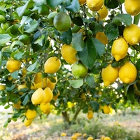 Polonya'ya giden limonlarda pestisit kalıntısı çıktı