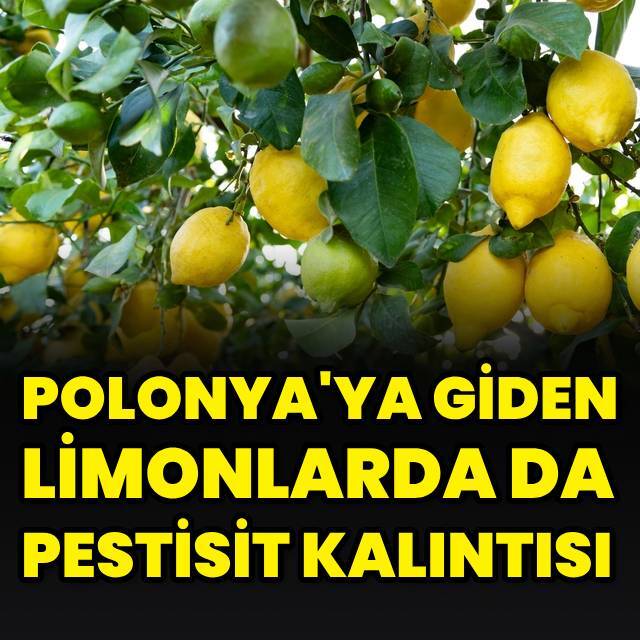Polonya'ya giden limonlarda pestisit kalıntısı çıktı