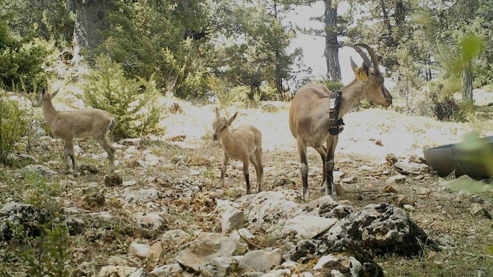Bölgeye adapte oldular, sayıları arttı