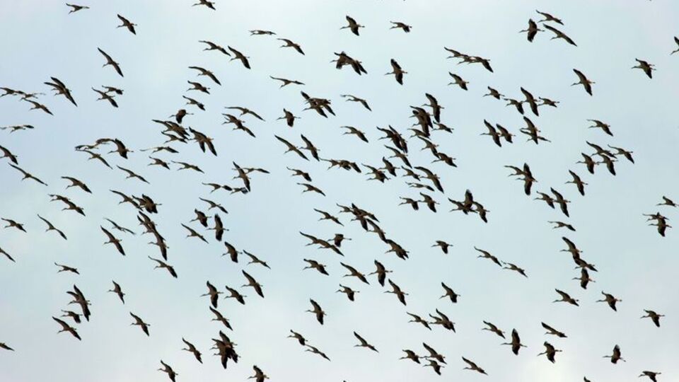 Kuşların göç yolları 'Kuş Hava Yolları' haritasında