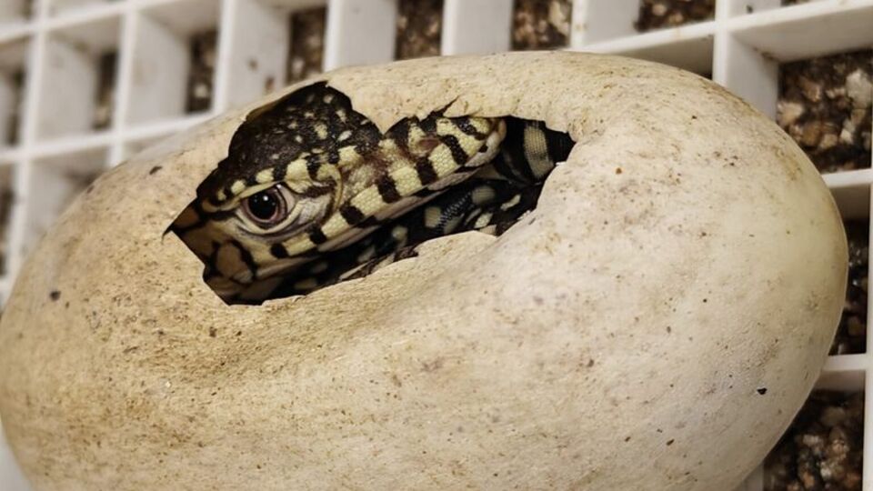 Yumurtadan çıktılar!