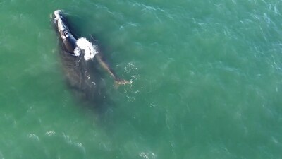 Yavrusuyla görüntülendi... Nesli tehlikede