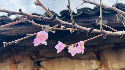 Şeftali ve erik ağacı çiçek açtı