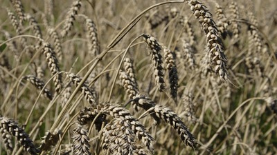 Çavdar mahmuzu nedir? Zehirleme özelliği var mı?