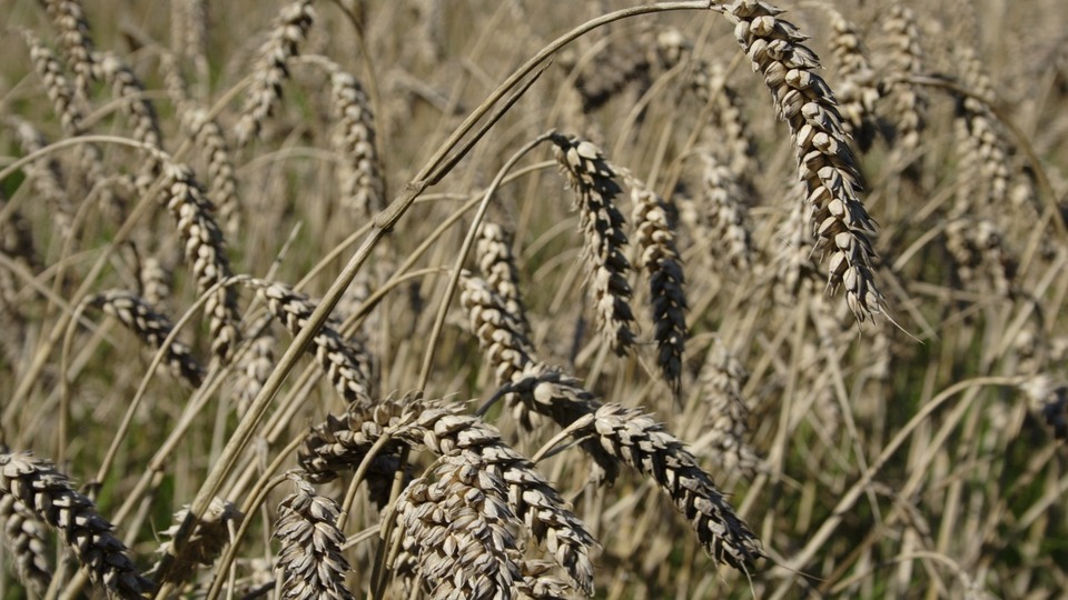Çavdar mahmuzu nedir? Zehirleme özelliği var mı?
