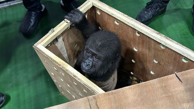 İstanbul Havalimanı'nda goril yavrusu yakalandı!