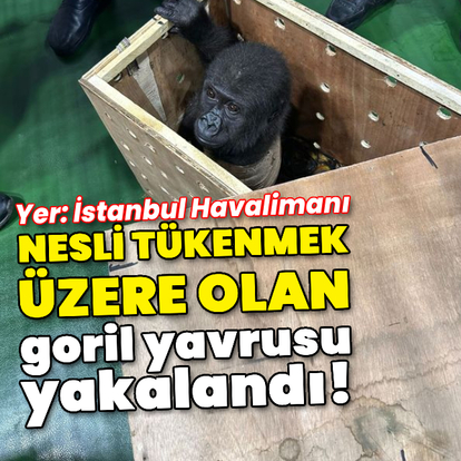İstanbul Havalimanı'nda goril yavrusu yakalandı!