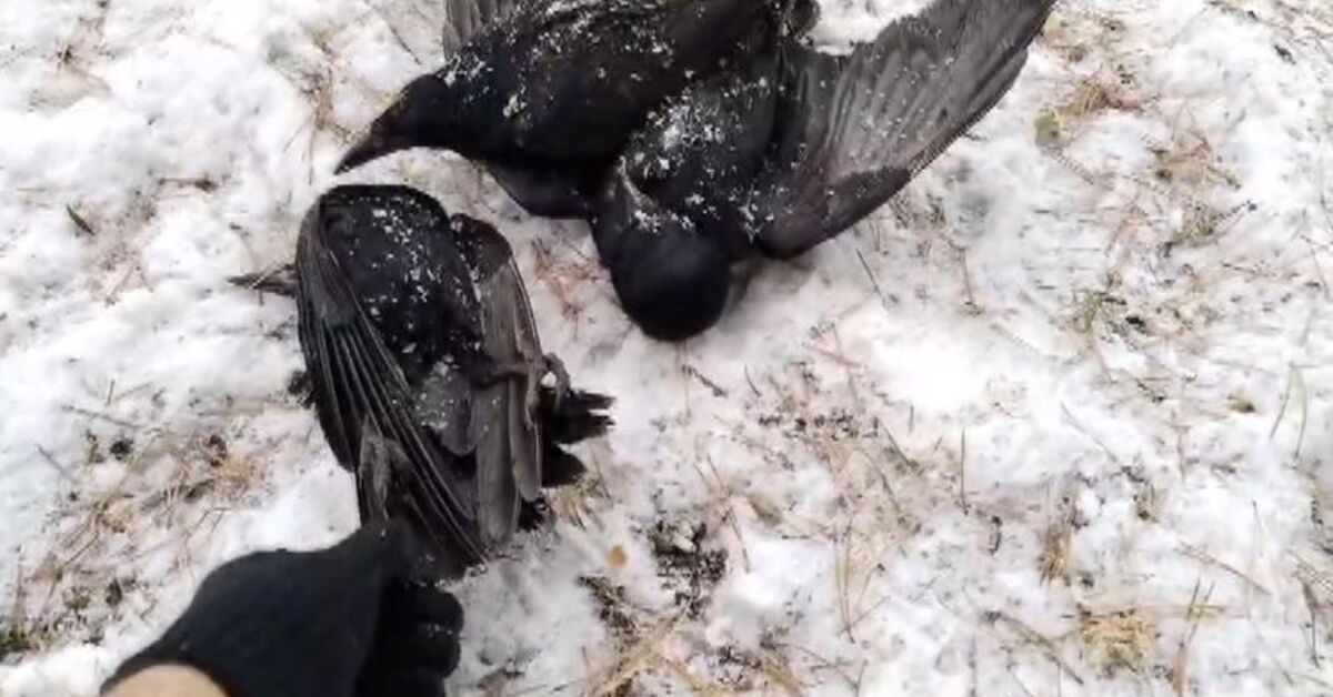 Erzincan’da kargalar dondu