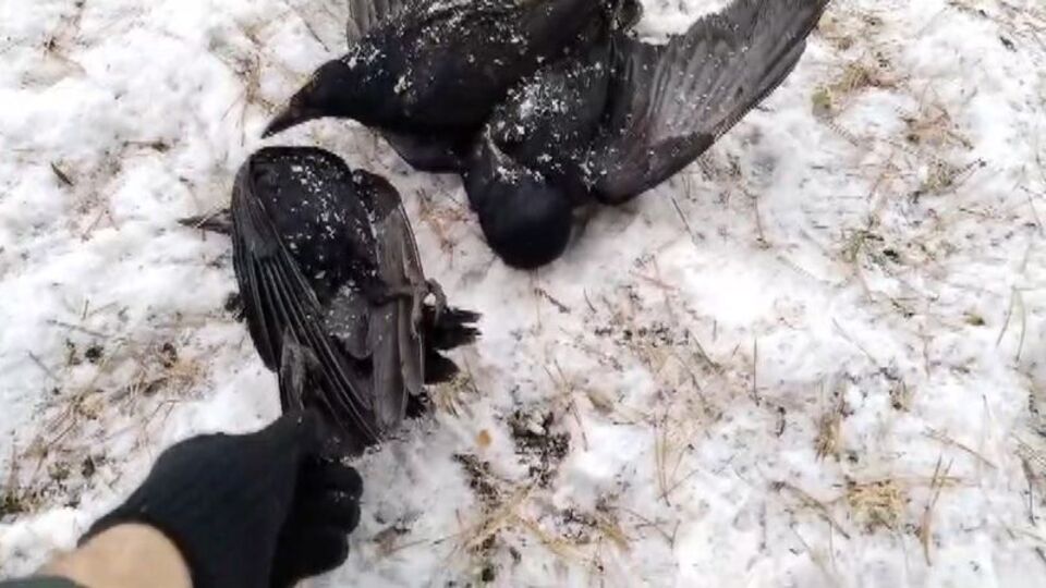 Erzincan'da kargalar dondu
