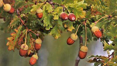 Meşe palamudu nasıl yenir, tüketilir?