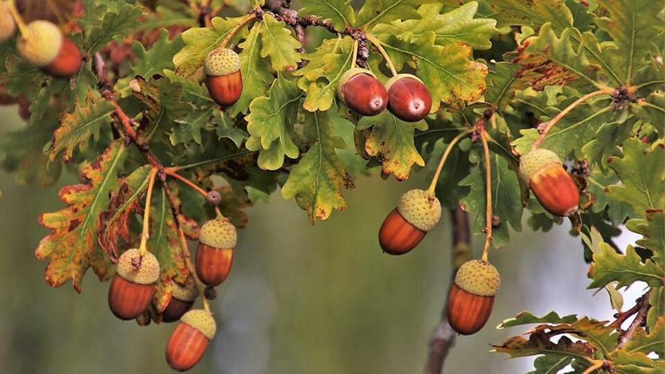Meşe palamudu nasıl yenir, tüketilir?