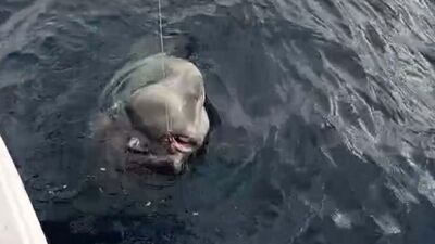 Nadir görülen bir tonluk ay balığı oltayı kopardı